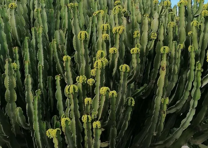 Mit Whirlpool By Interhome Hébergement de vacances Playa Blanca (Lanzarote)